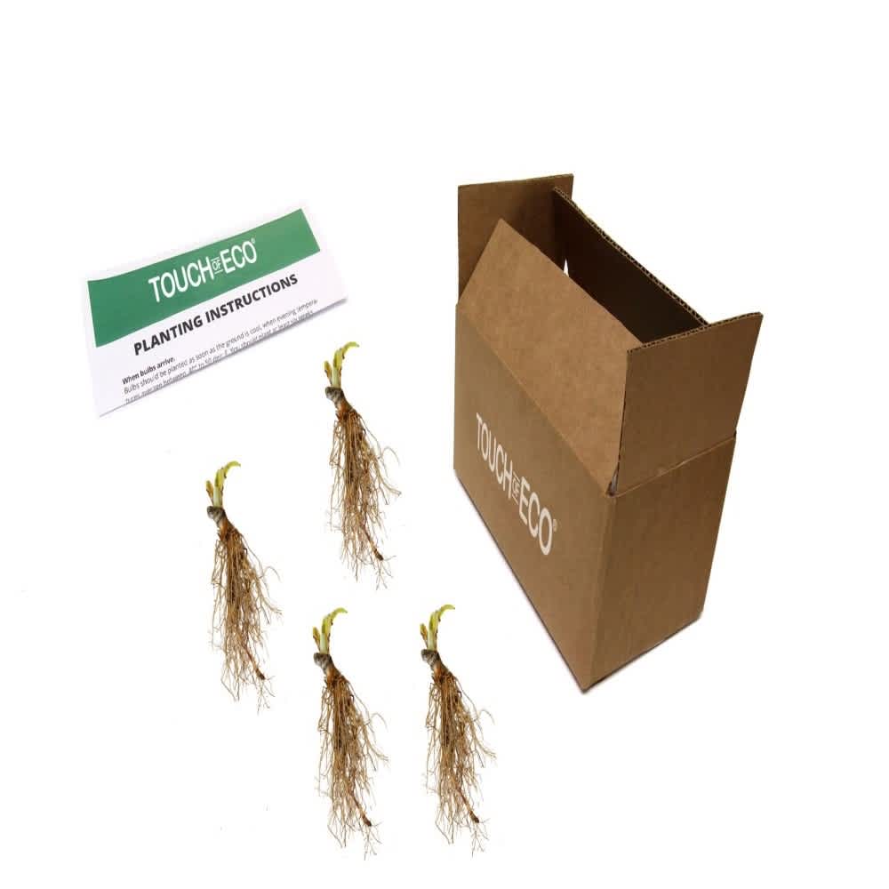 Big Blue Bressingham Hosta Plants - 4 Bare Roots - Green & Blue Hardy and Shade Tolerant Plants Great for Any Landscape - Image 4